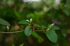 Rhododendron breviperulatum