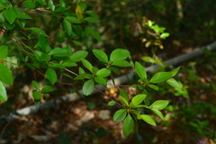 Rhododendron breviperulatum