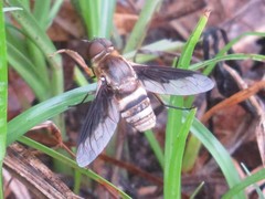 Exoprosopa brevirostris