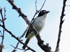 Vireo atricapilla