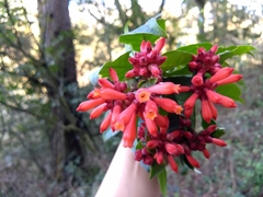 Cestrum fasciculatum