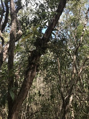 Encyclia nematocaulon