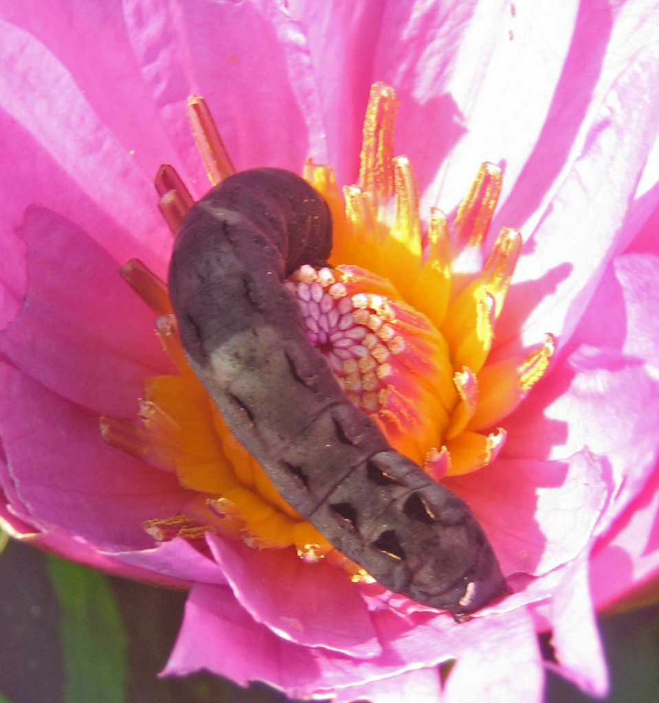 Velvet Armyworm Moth