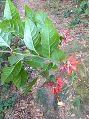 Cestrum fasciculatum