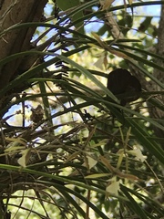 Encyclia nematocaulon