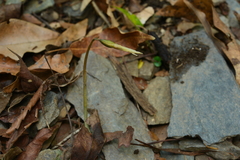 Nervilia taiwaniana