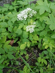 Aegopodium podagraria