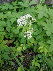 Aegopodium podagraria