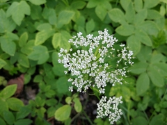 Aegopodium podagraria