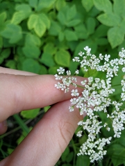 Aegopodium podagraria