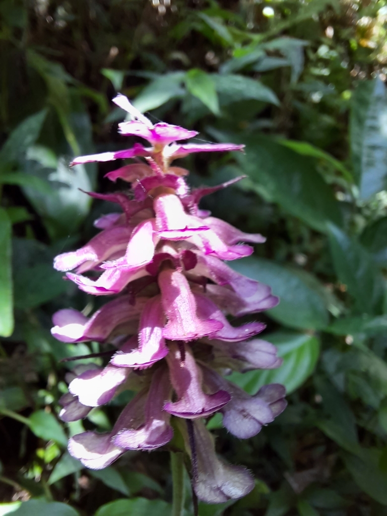 Pink Cobflower