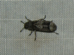 Ozotomerus japonicus