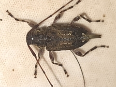 Oedopeza ocellator