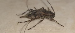 Oedopeza ocellator