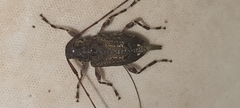 Oedopeza ocellator