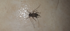 Oedopeza ocellator