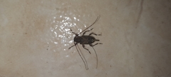 Oedopeza ocellator