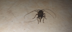 Oedopeza ocellator