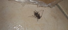 Oedopeza ocellator