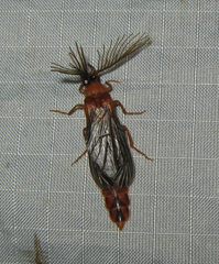 Phengodes plumosa