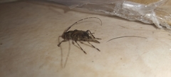 Oedopeza ocellator