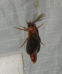 Phengodes plumosa