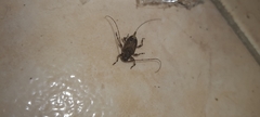 Oedopeza ocellator