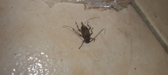 Oedopeza ocellator