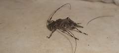 Oedopeza ocellator