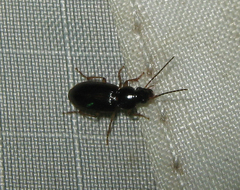 Stenolophus ochropezus