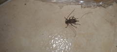 Oedopeza ocellator