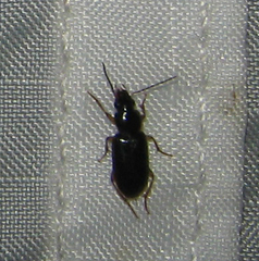 Stenolophus ochropezus