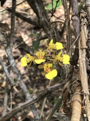 Trichocentrum ascendens