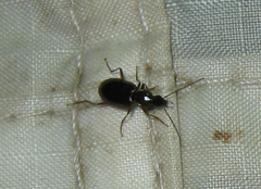 Stenolophus ochropezus