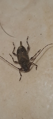 Oedopeza ocellator