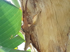 Anolis sagrei