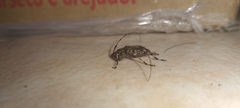 Oedopeza ocellator