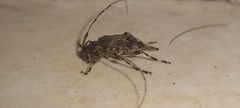 Oedopeza ocellator