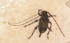 Oedopeza ocellator