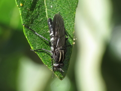 Thereva albovittata