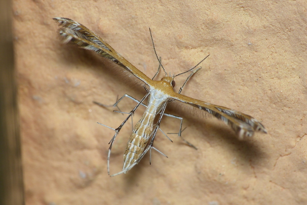 Stangeia siceliota