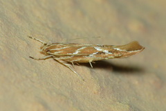 Pyroderces argyrogrammos