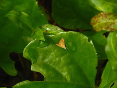 Glaphyria sesquistrialis