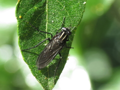Thereva albovittata