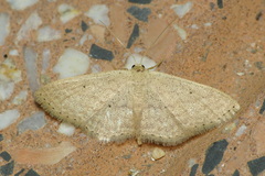 Idaea obsoletaria