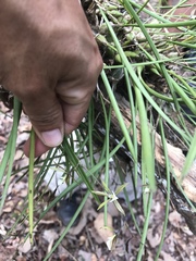 Encyclia nematocaulon