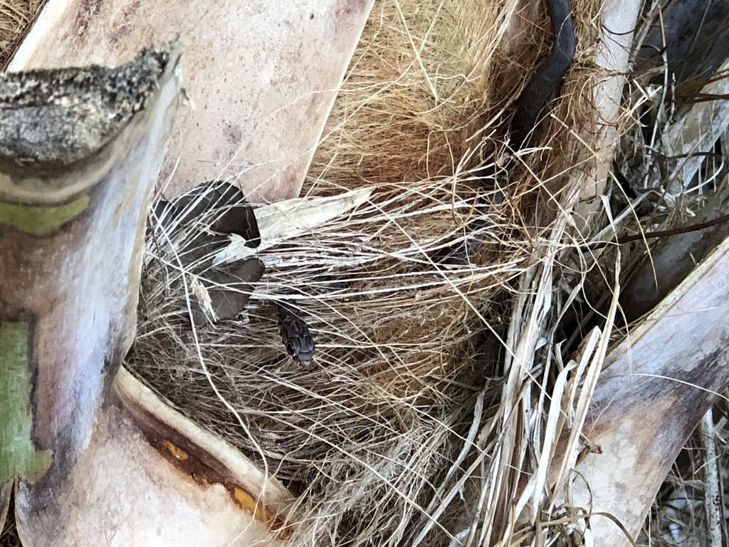 Southern Black Racer from Estero Island, Fort Myers Beach, FL, US on ...