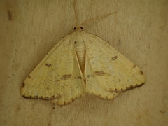 Macaria amboflava