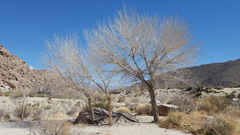 Populus fremontii fremontii