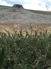 Polycnemum